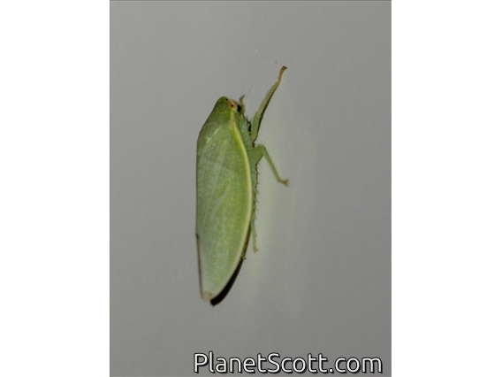 Leafhopper (Batracomorphus sp)