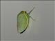 Leafhopper (Batracomorphus sp)
