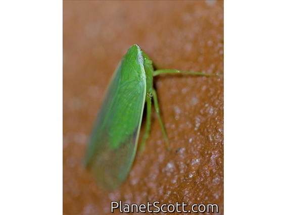 Leafhopper (Batracomorphus sp)