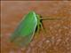 Leafhopper (Batracomorphus sp)