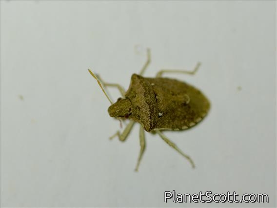 Stink Bug (Carbula sp)