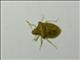 Stink Bug (Carbula sp)