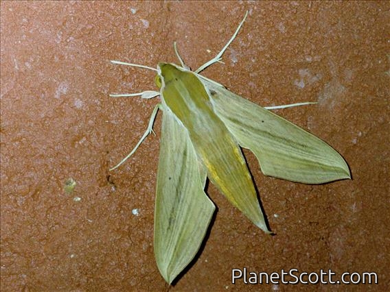 Common Striped Hawkmoth (Hippotion eson)