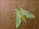 Common Striped Hawkmoth (Hippotion eson)