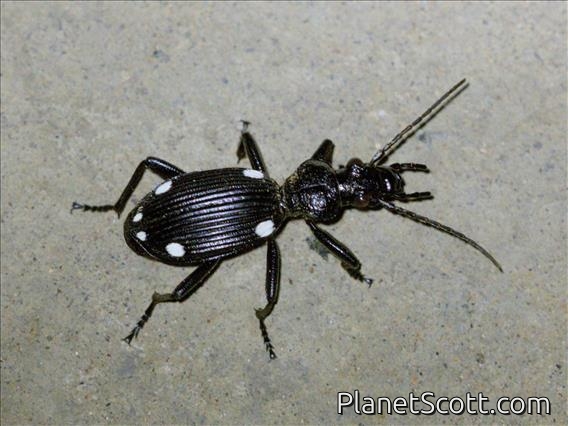 Ground Beetle (Anthia hexasticta)