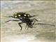 Ground Beetle (Psecadius sp)