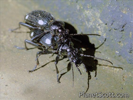 Ground Beetle (Anthia hexasticta)