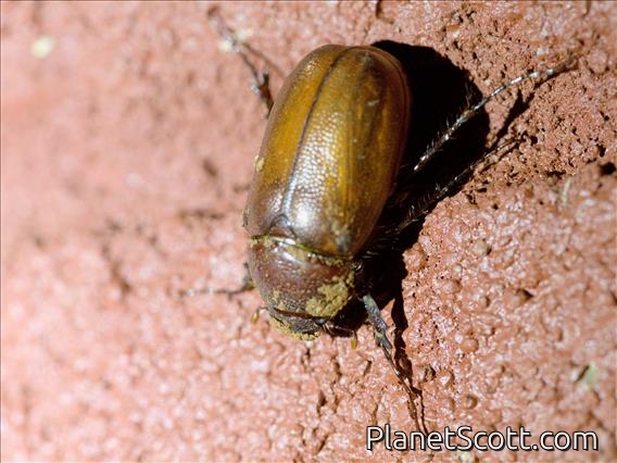 June Beetle (Melolonthinae sp)