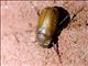 June Beetle (Melolonthinae sp)