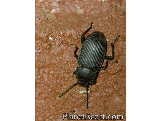 Darkling Beetle (Tenebrionidae sp)