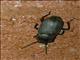Darkling Beetle (Tenebrionidae sp)