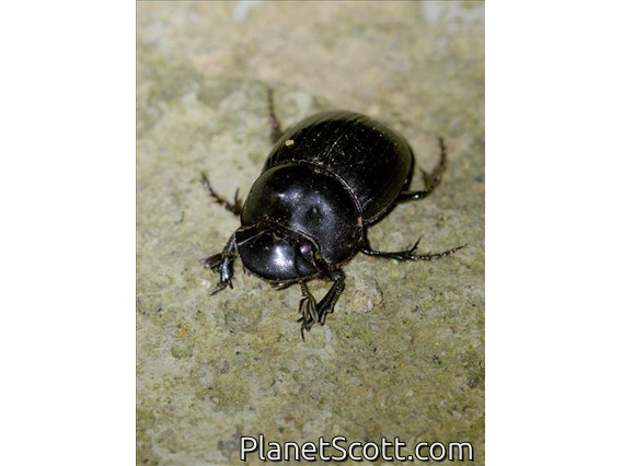 Dung Beetle (Scarabaeinae sp)