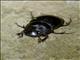 Dung Beetle (Scarabaeinae sp)