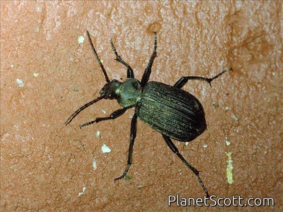 Africa-wide Caterpillar Hunter Beetle (Calosoma senegalense)
