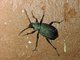 Africa-wide Caterpillar Hunter Beetle (Calosoma senegalense)