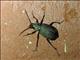 Caterpillar-hunter Beetle (Calosoma sp)
