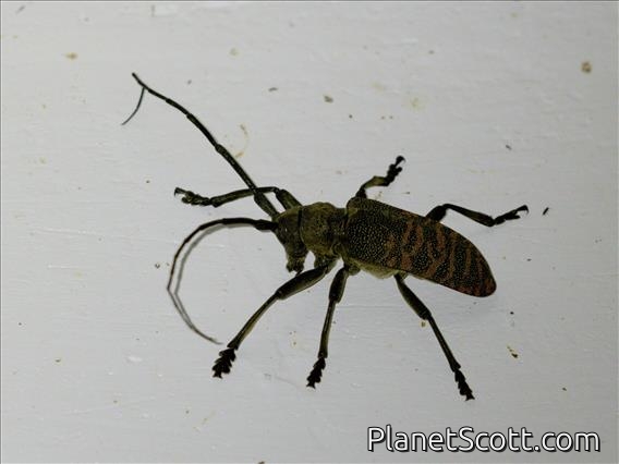 Longhorn Beetle (Ceroplesis militaris)