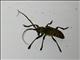 Longhorn Beetle (Ceroplesis militaris)