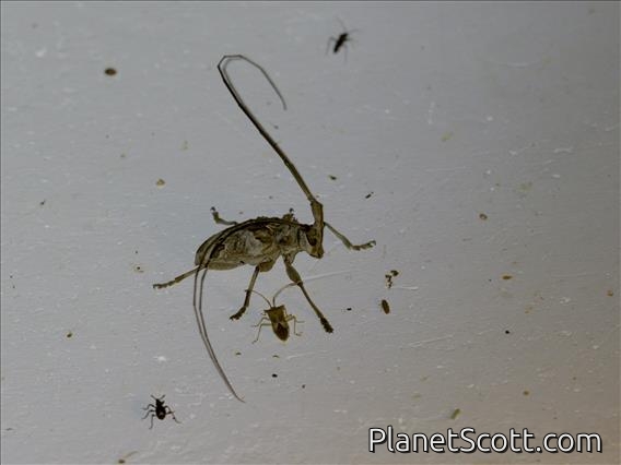 Longhorn Beetle (Cerambycidae sp)