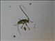 Longhorn Beetle (Cerambycidae sp)