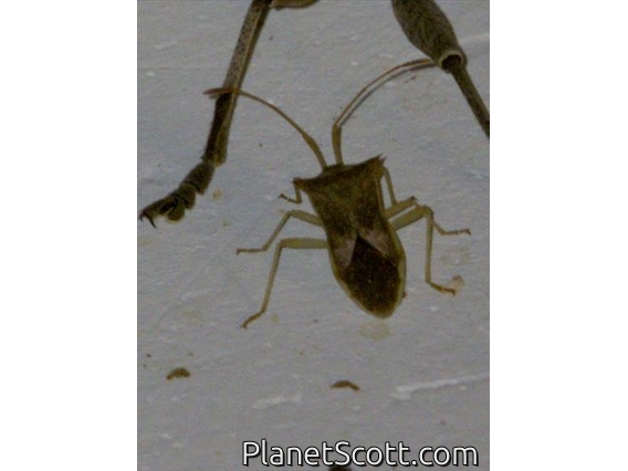 Leaf-footed Bug (Cletus ochraceus)
