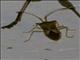 Leaf-footed Bug (Cletus ochraceus)