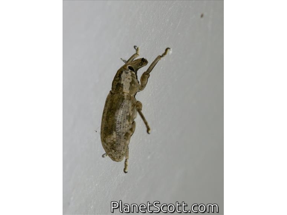 Weevil (Pycnodactylopsis mitis)