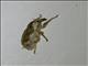 Weevil (Pycnodactylopsis mitis)