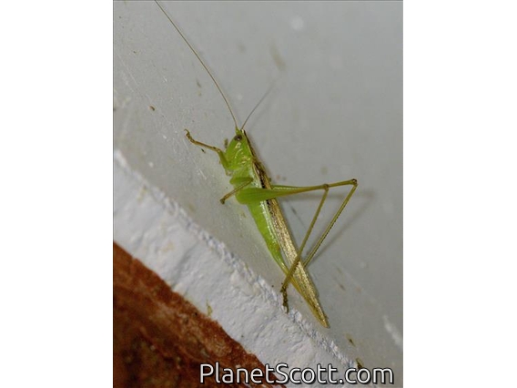 African Cone-head (Conocephalus conocephalus)