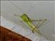 African Cone-head (Conocephalus conocephalus)