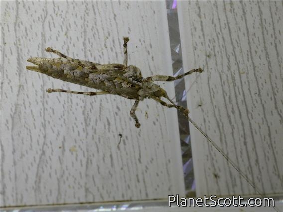 Bark Katydid (Cymatomera viridimaculata)