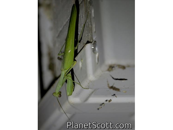 Common Green Mantis (Sphodromantis gastrica)