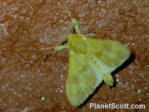 Jewel Caterpillar Moth (Dalceridae sp)