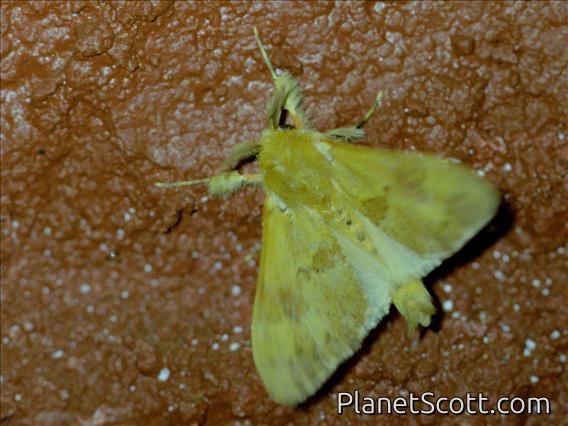 Jewel Caterpillar Moth (Dalcerinae sp)