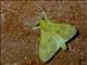Jewel Caterpillar Moth (Dalceridae sp)