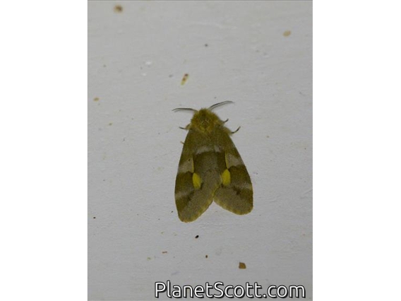 Erebid Moth (Erebidae sp)