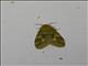 Erebid Moth (Erebidae sp)