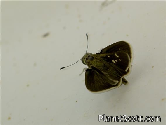 Skipper (Hesperiidae sp)