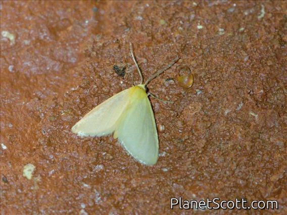 Erebid Moth (Erebidae sp)