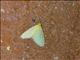 Erebid Moth (Erebidae sp)