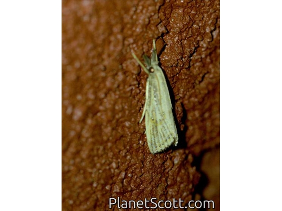 Crambid Snout Moth (Crambidae sp)