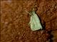 Crambid Snout Moth (Crambidae sp)