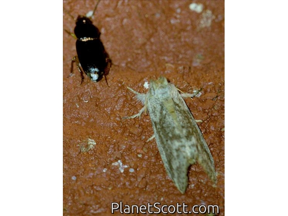 Cutworm Moth (Noctuidae sp)