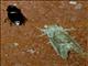 Cutworm Moth (Noctuidae sp)