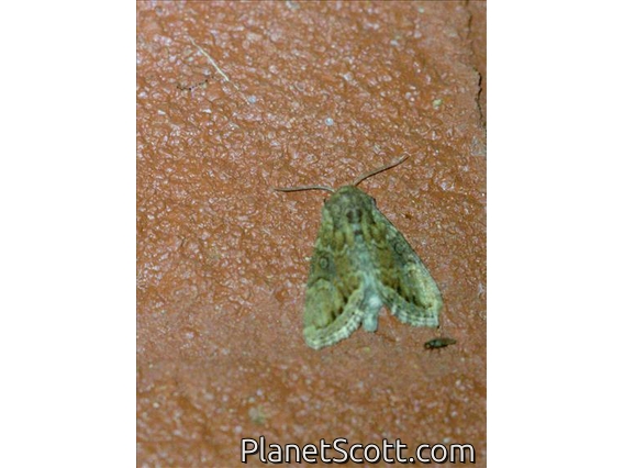 Erebid Moth (Erebidae sp)