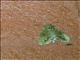Erebid Moth (Erebidae sp)