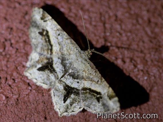 Angle Moth (Chiasmia sp)