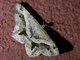 Angle Moth (Chiasmia sp)