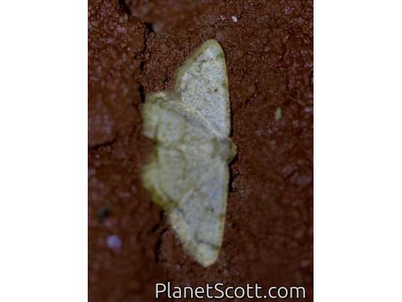 Geometer Moth (Geometridae sp)