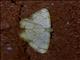 Geometer Moth (Geometridae sp)
